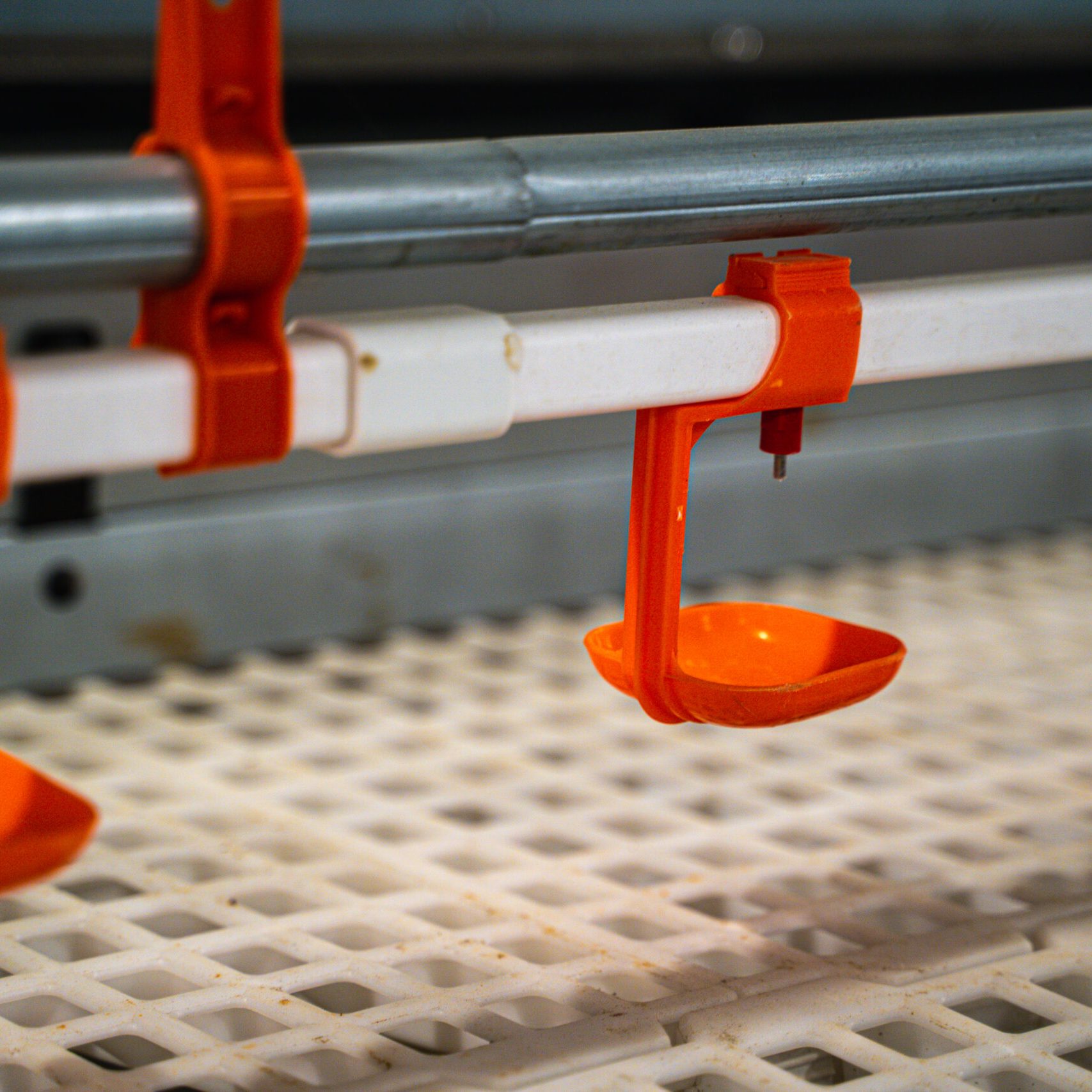 Nipple Drinking System